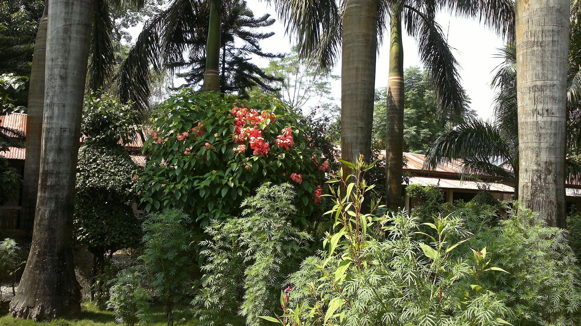 Ama Garden Sauraha Hotel Eksteriør billede
